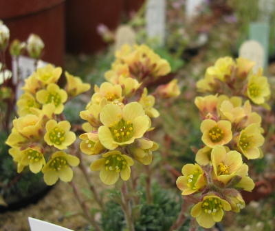 Saxifraga 'Golden Prague' (Zlatá Praha)